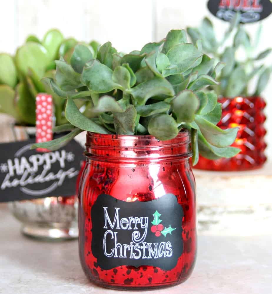 Holiday Succulents