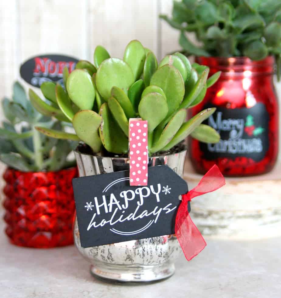 Holiday Succulents