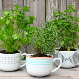 Coffee Mug Herb Garden
