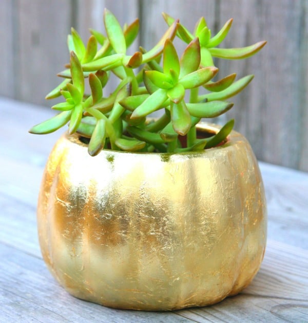 gold-succelent-pumpking-planter